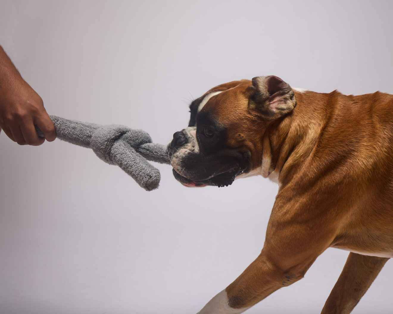 Tug of Fun