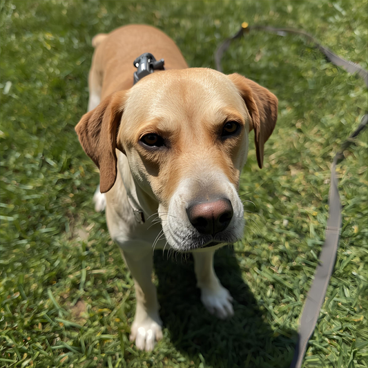 Συχνά Λάθη Εκπαίδευσης